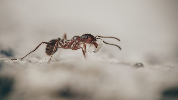 Ameisen in Haus und Wohnung